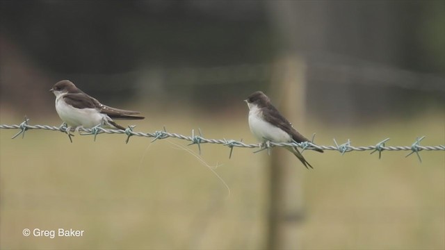 Western House-Martin - ML365922751