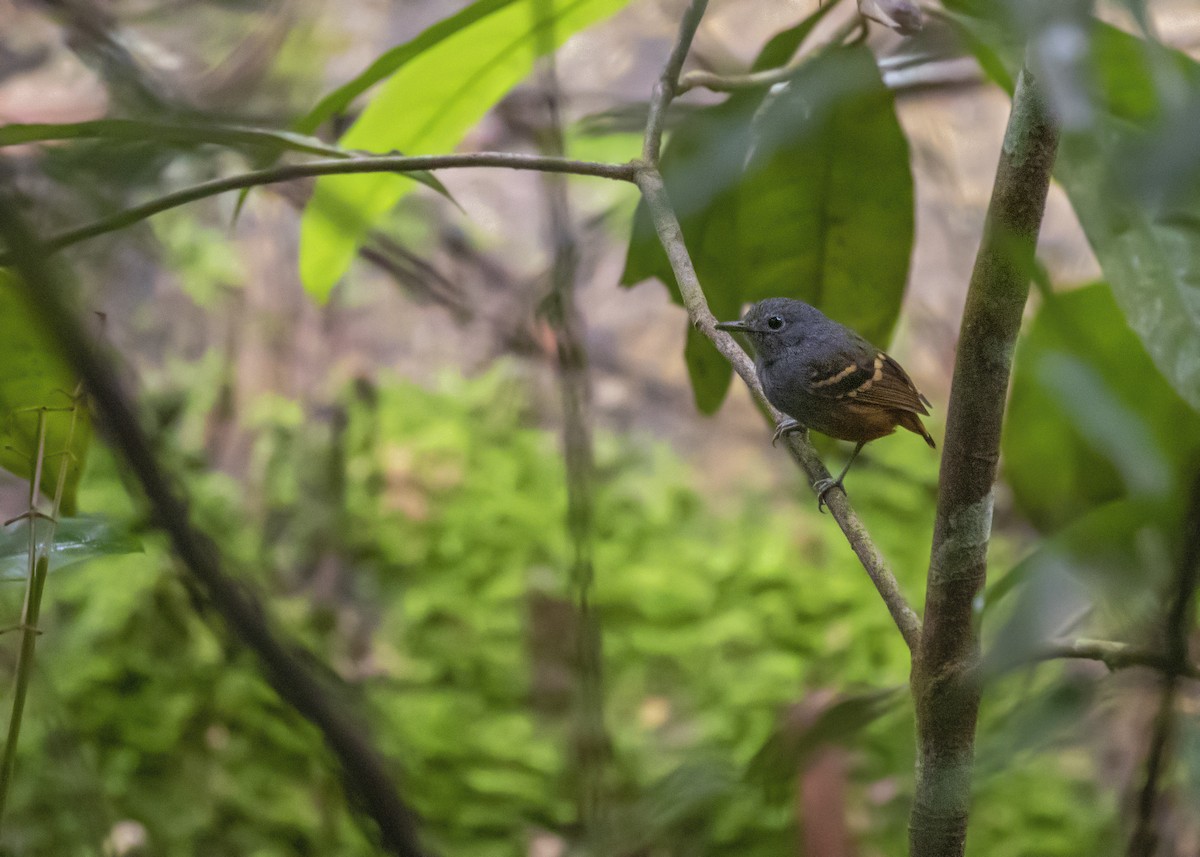 Rufous-bellied Antwren - ML365923101