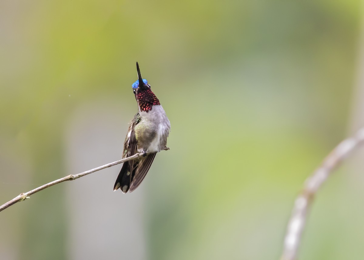 Long-billed Starthroat - ML365923161