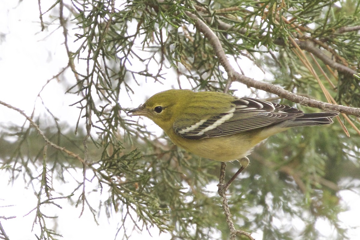 Bay-breasted Warbler - ML365923171