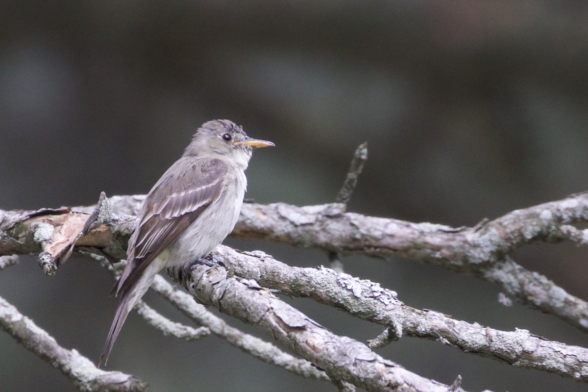 Eastern Wood-Pewee - ML365923201