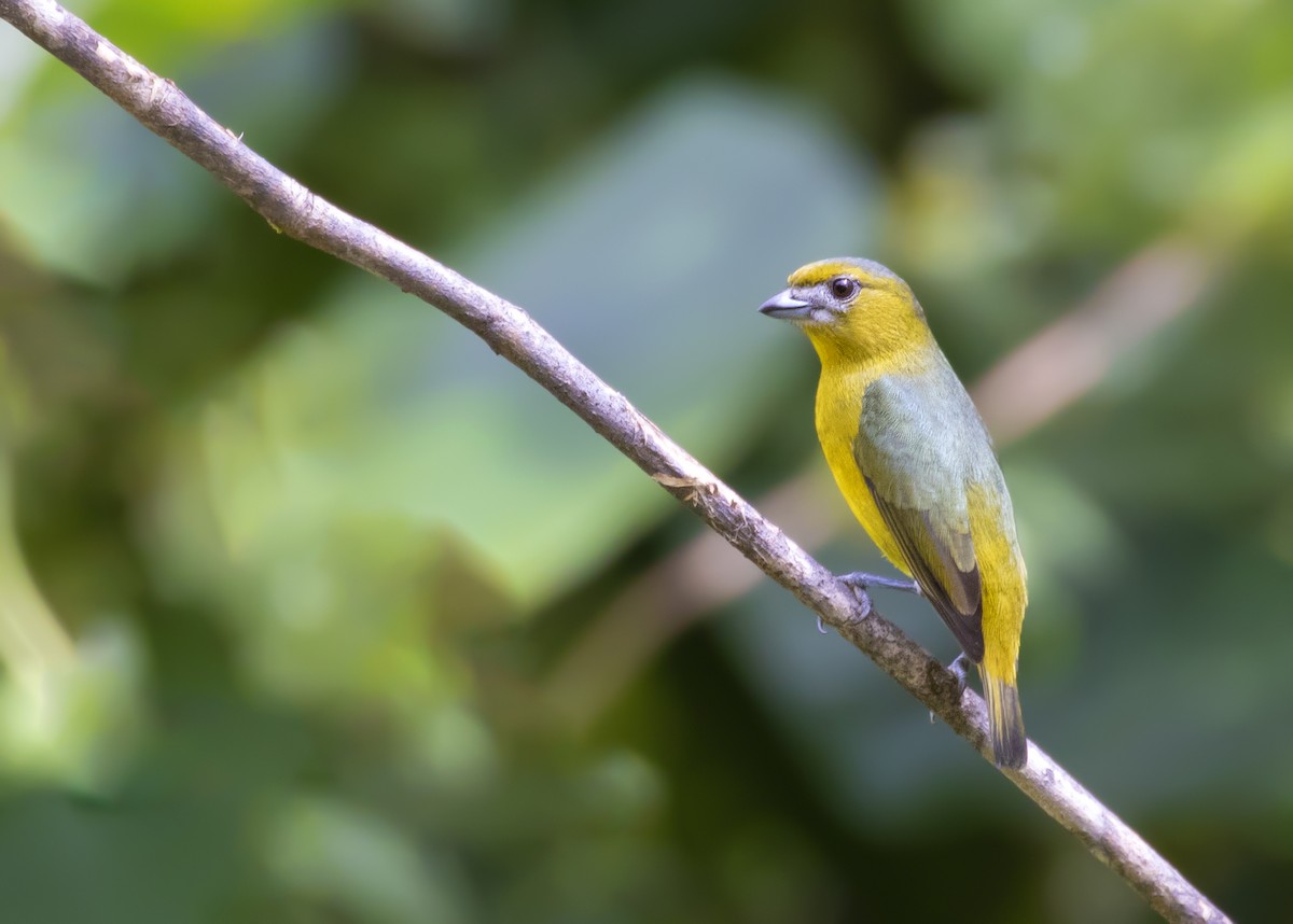 Golden-bellied Euphonia - ML365923261