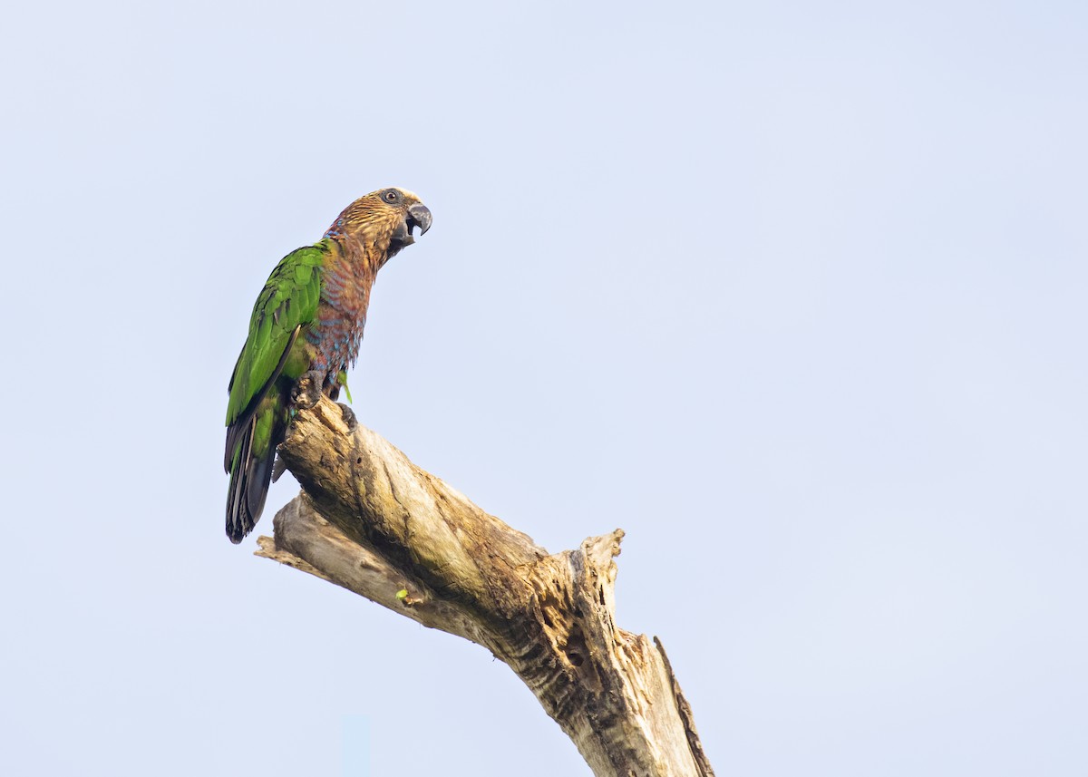 Веерный попугай - ML365923351