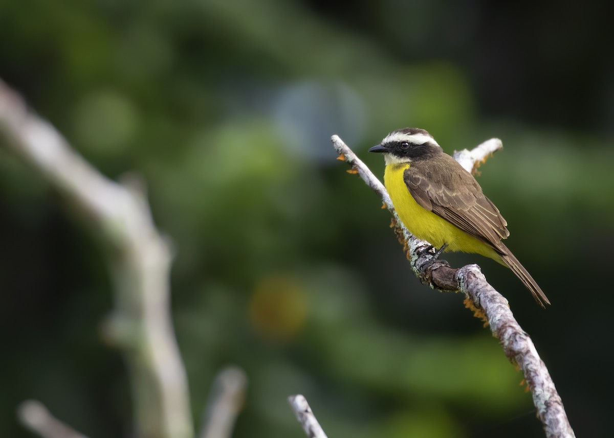 Rusty-margined Flycatcher - ML365923511