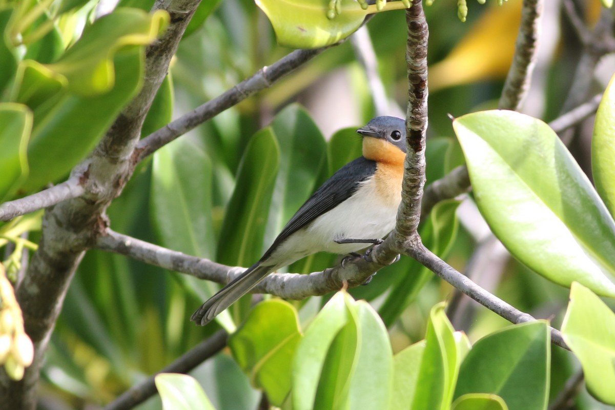 Broad-billed Flycatcher - ML365923641