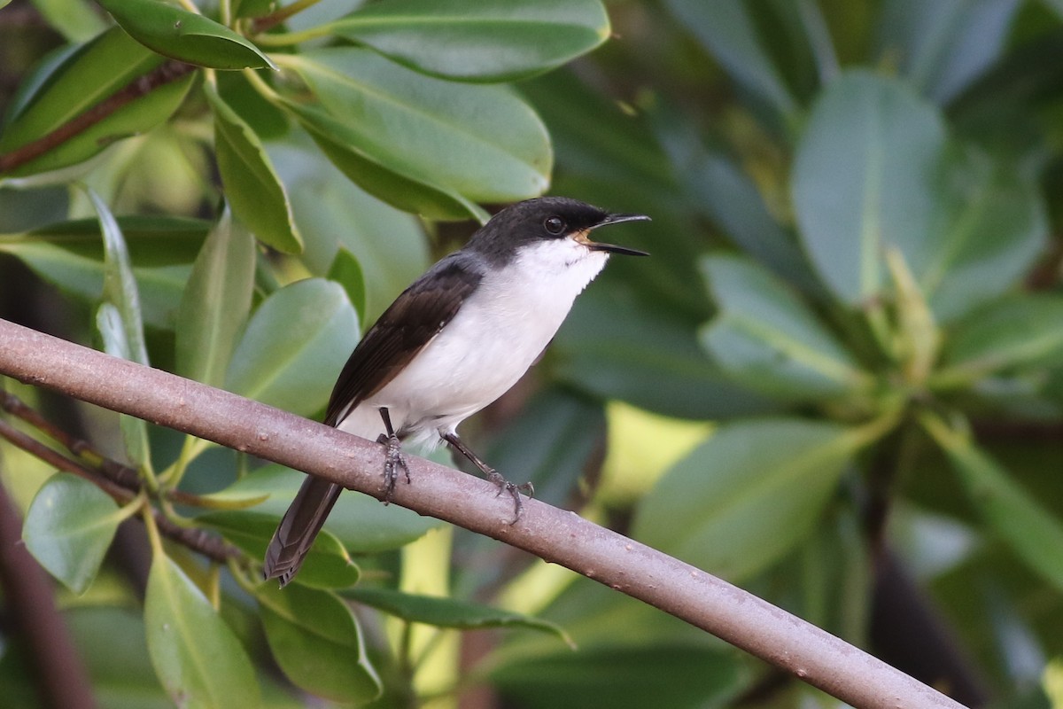 Mangrove Robin - ML365923651