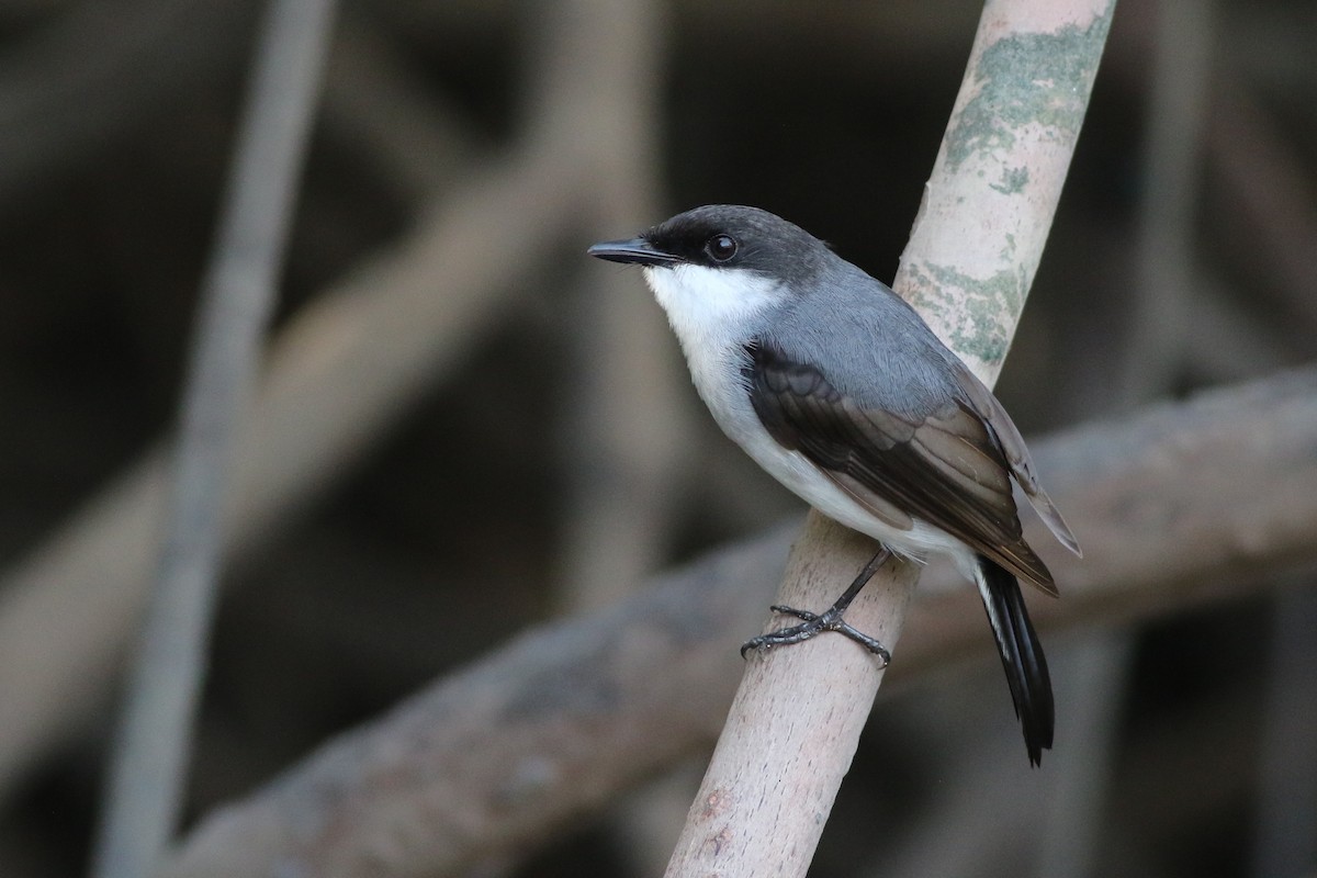 Mangrove Robin - ML365923661