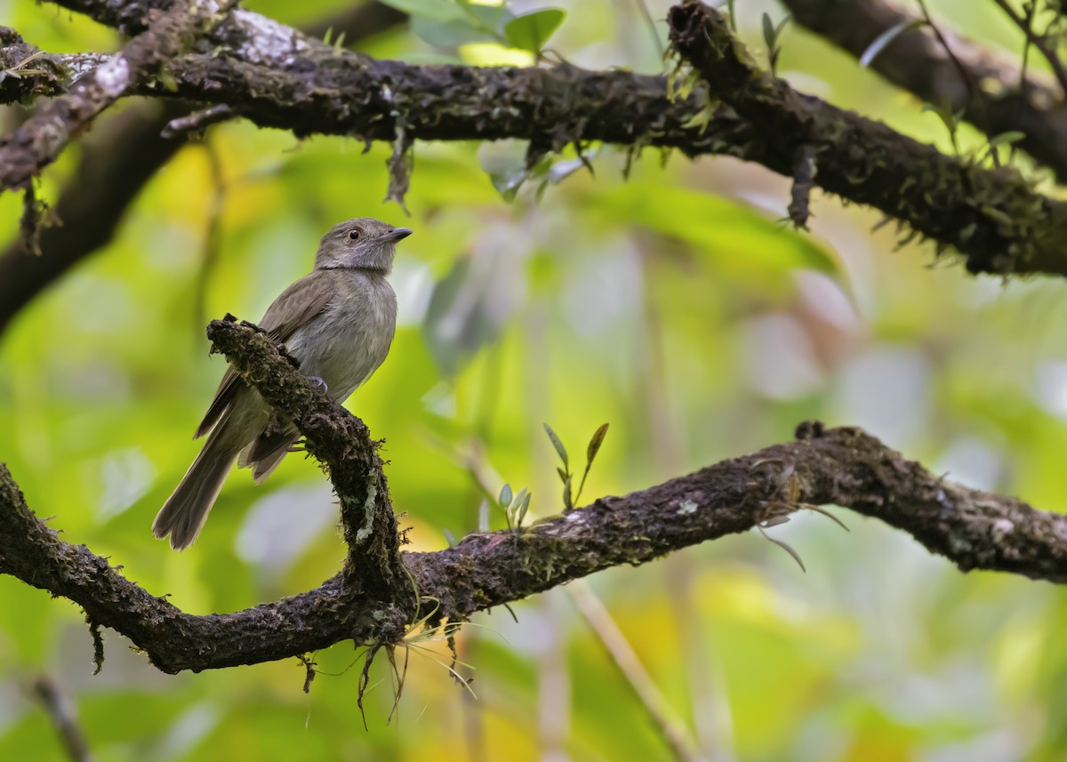 Pale-bellied Tyrant-Manakin - ML365923691