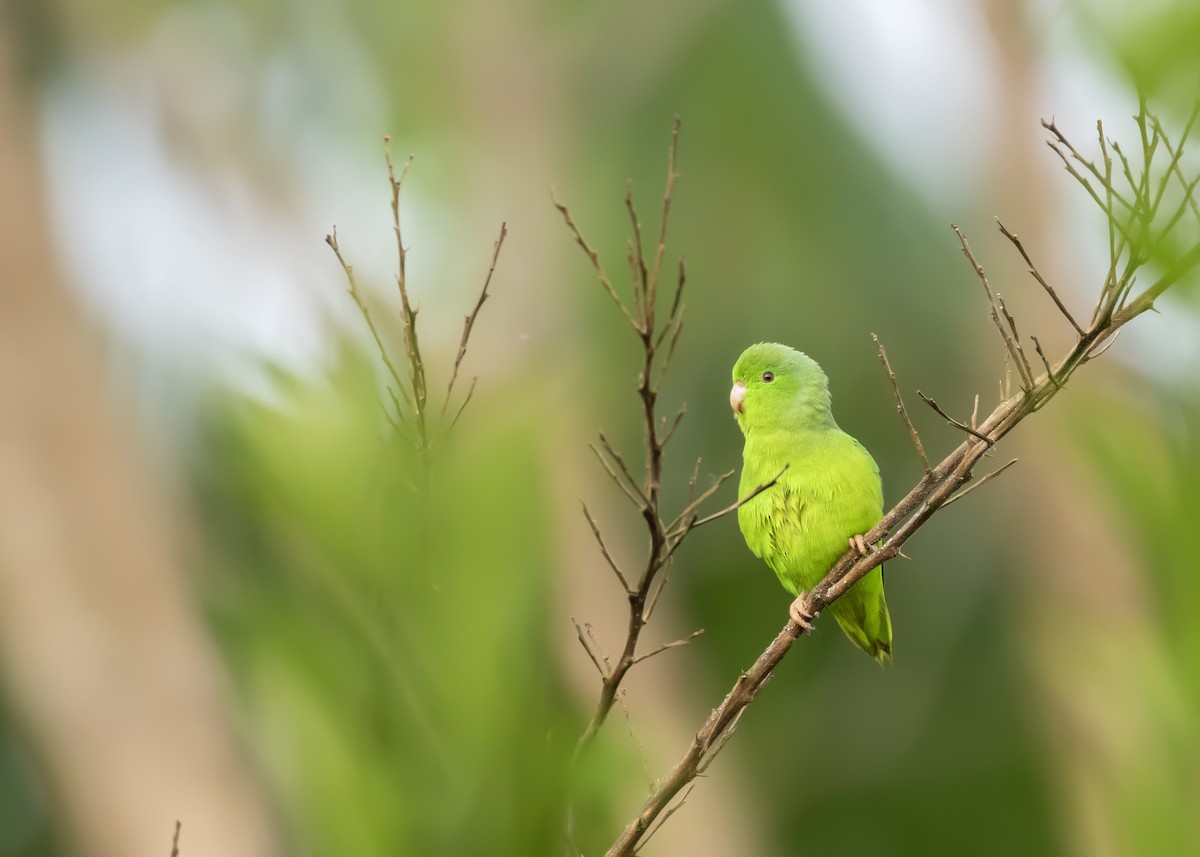 Зелёный воробьиный попугайчик - ML365923791