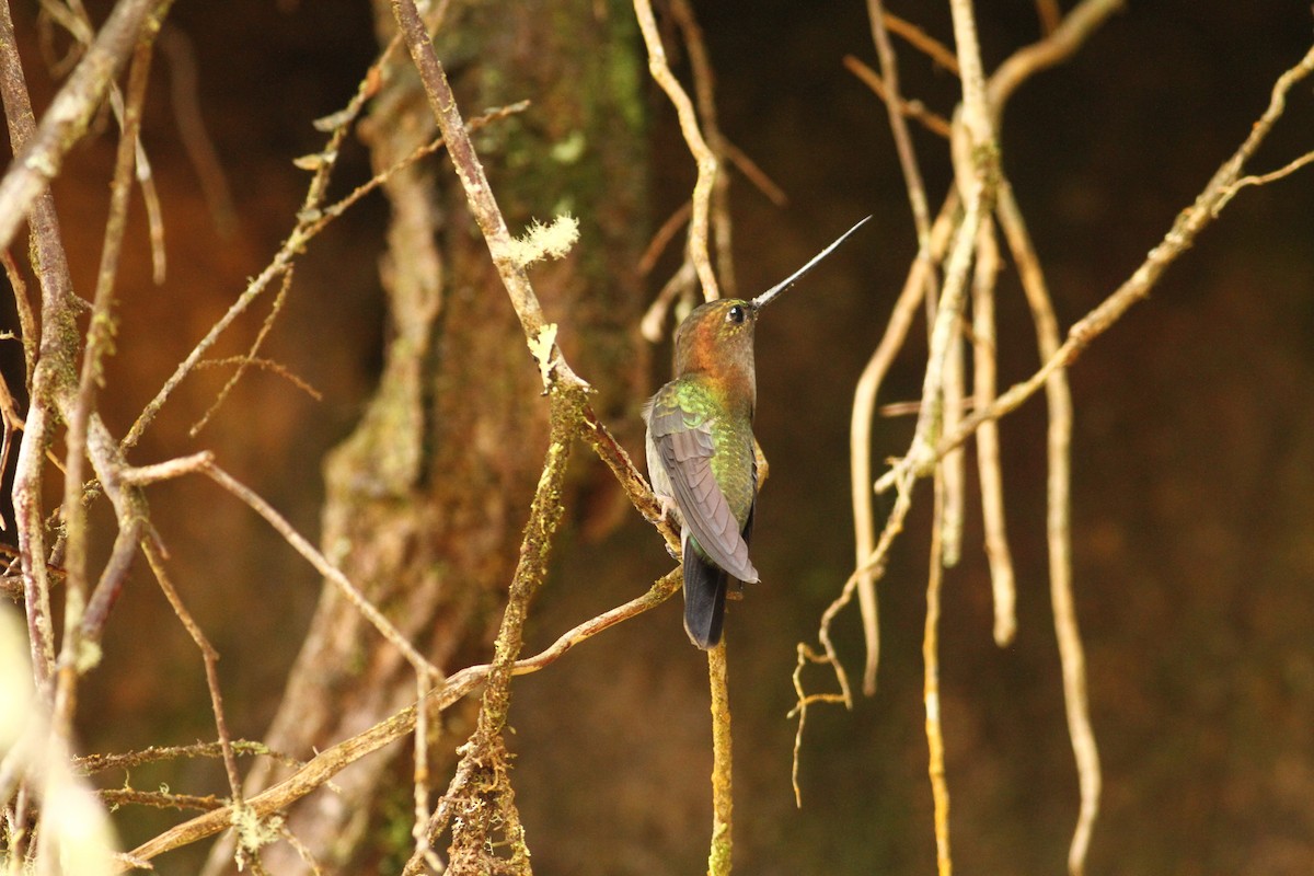 kolibřík zelenočelý - ML36592541