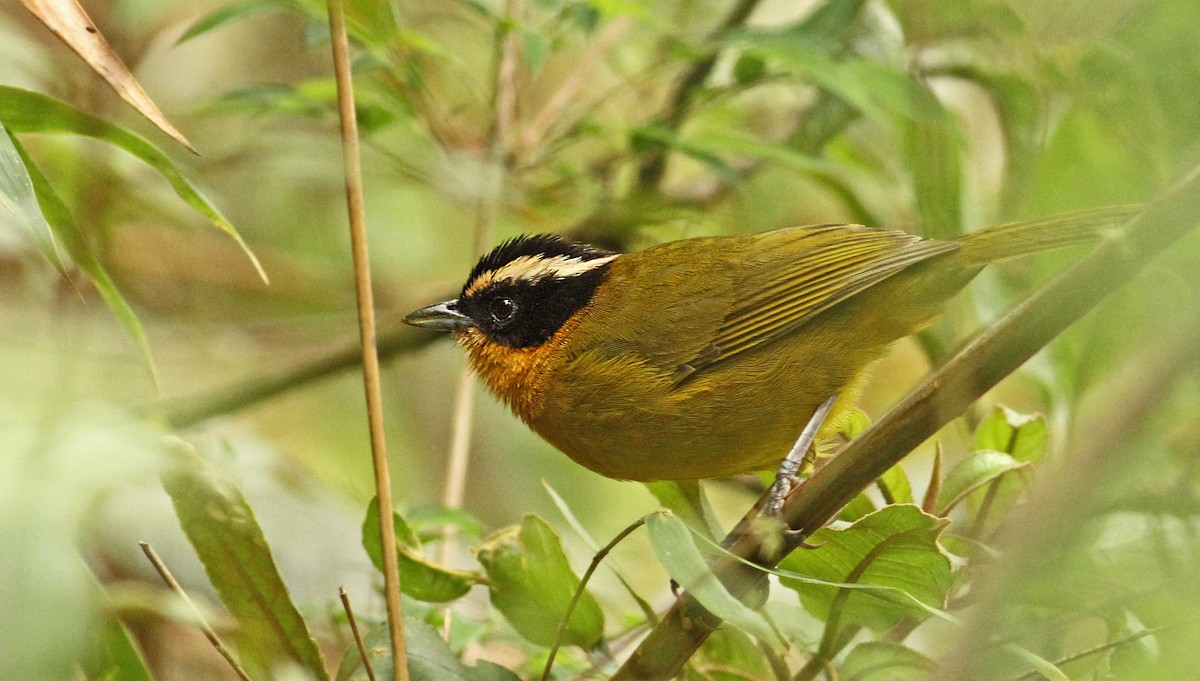 Black-capped Hemispingus - Luke Seitz