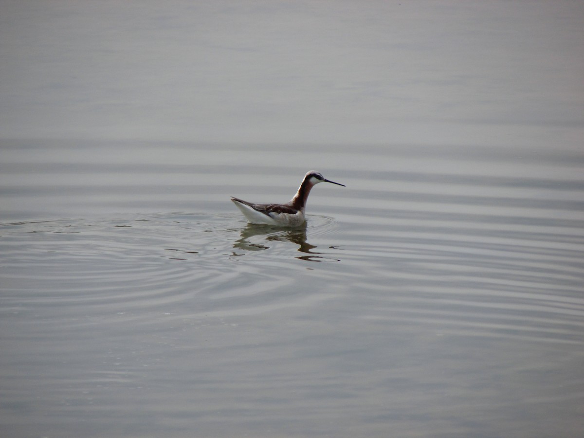 Wilson's Phalarope - ML36592631