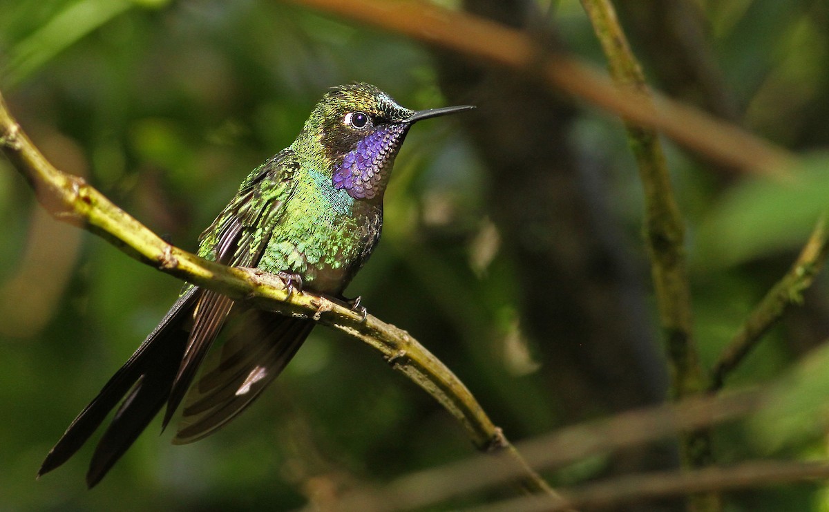 Purple-throated Sunangel - ML36592681