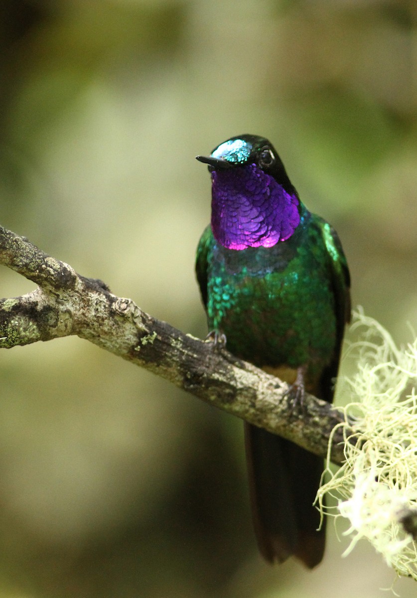 Purple-throated Sunangel - Luke Seitz