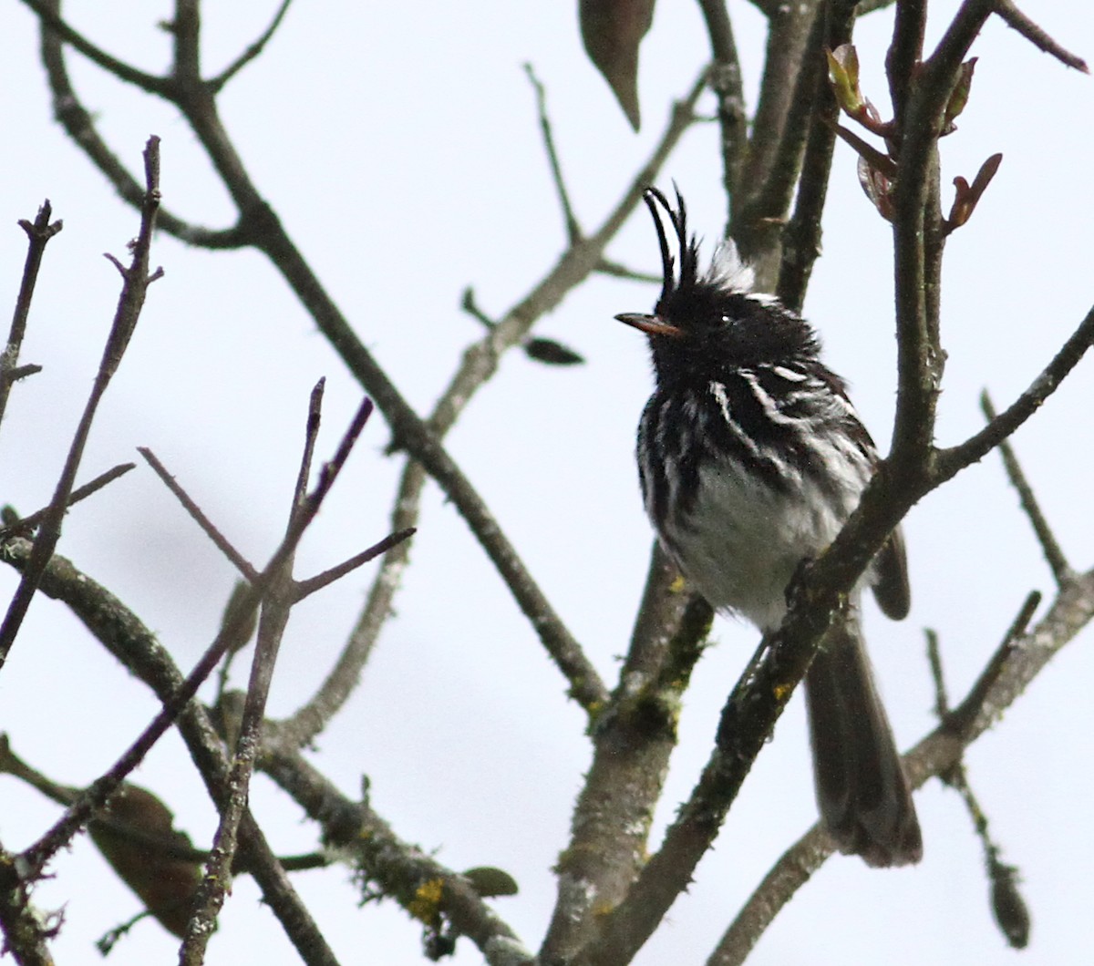 Black-crested Tit-Tyrant - ML36592761