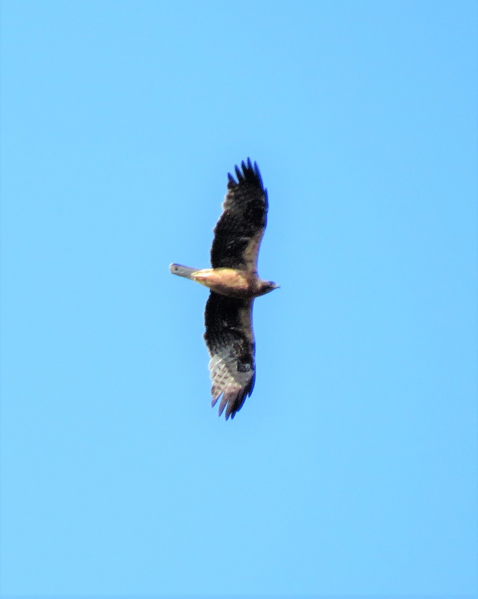 Águila Calzada - ML365927921