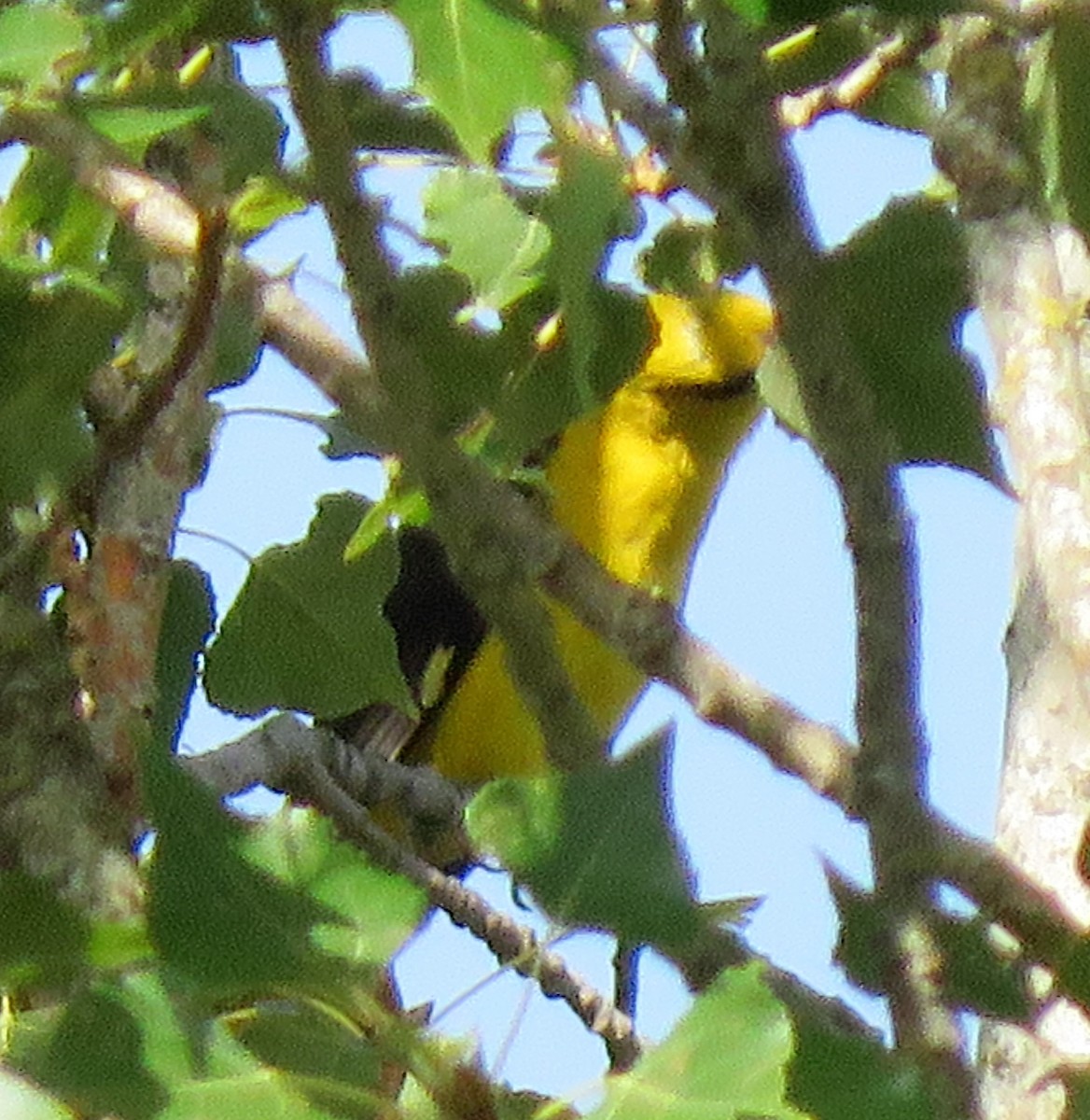 Eurasian Golden Oriole - ML365928001