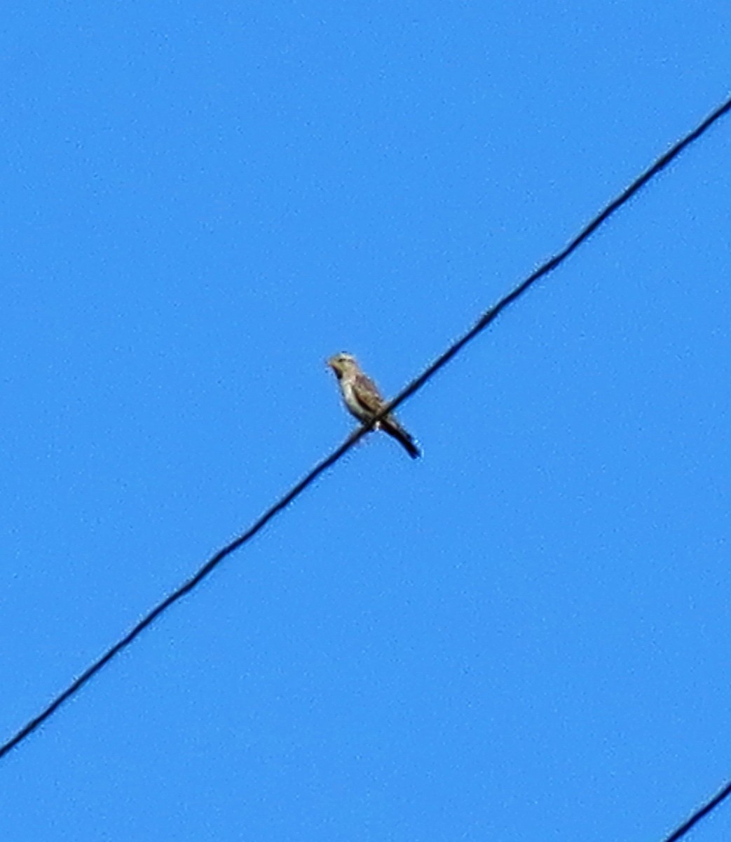 Rock Sparrow - ML365928051