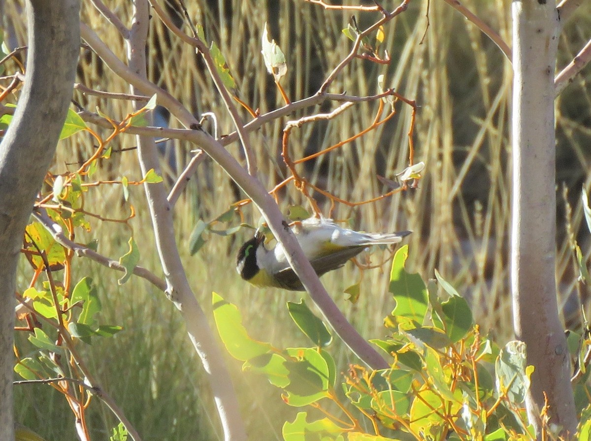 Black-chinned Honeyeater - Catherine Hirsch