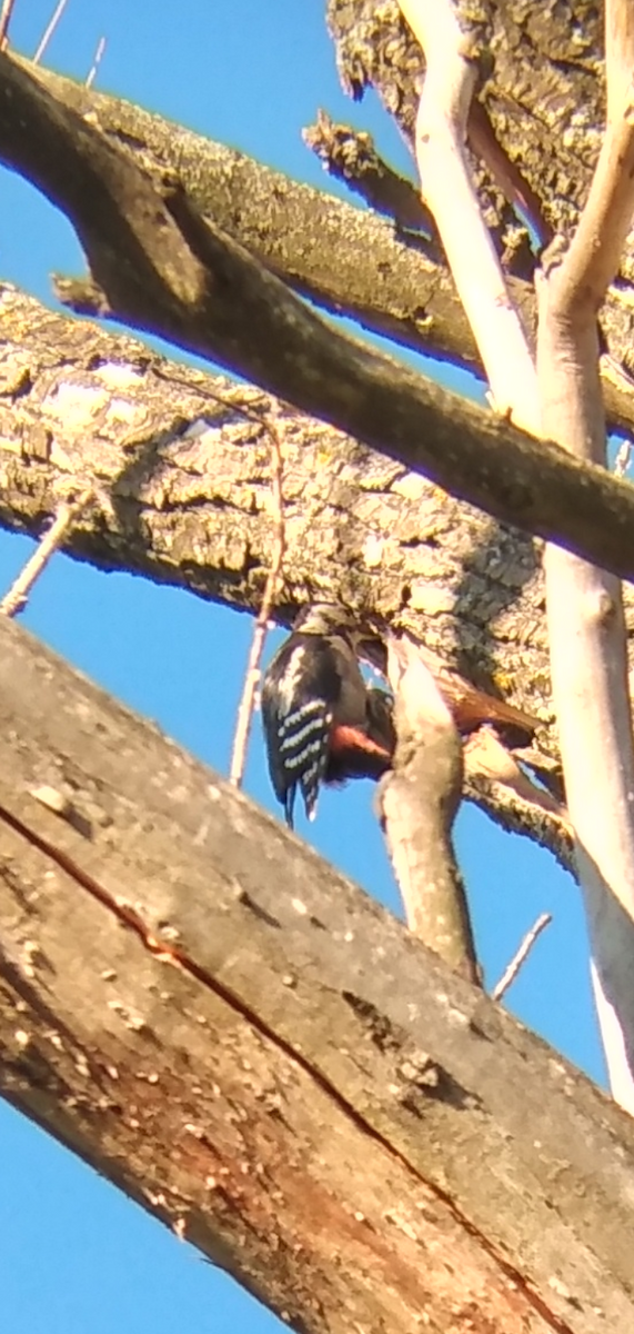 Great Spotted/Syrian Woodpecker - ML365929911