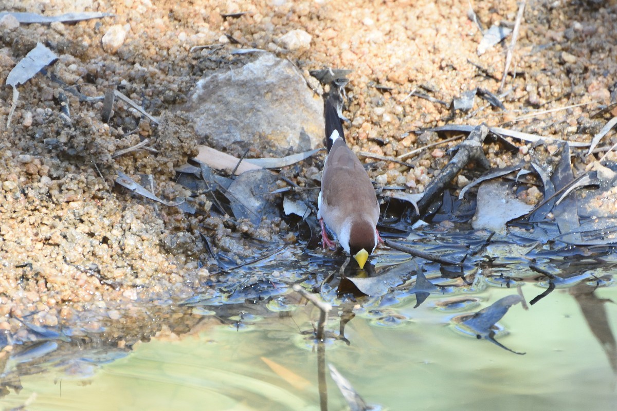 Masked Finch (White-eared) - ML365930361