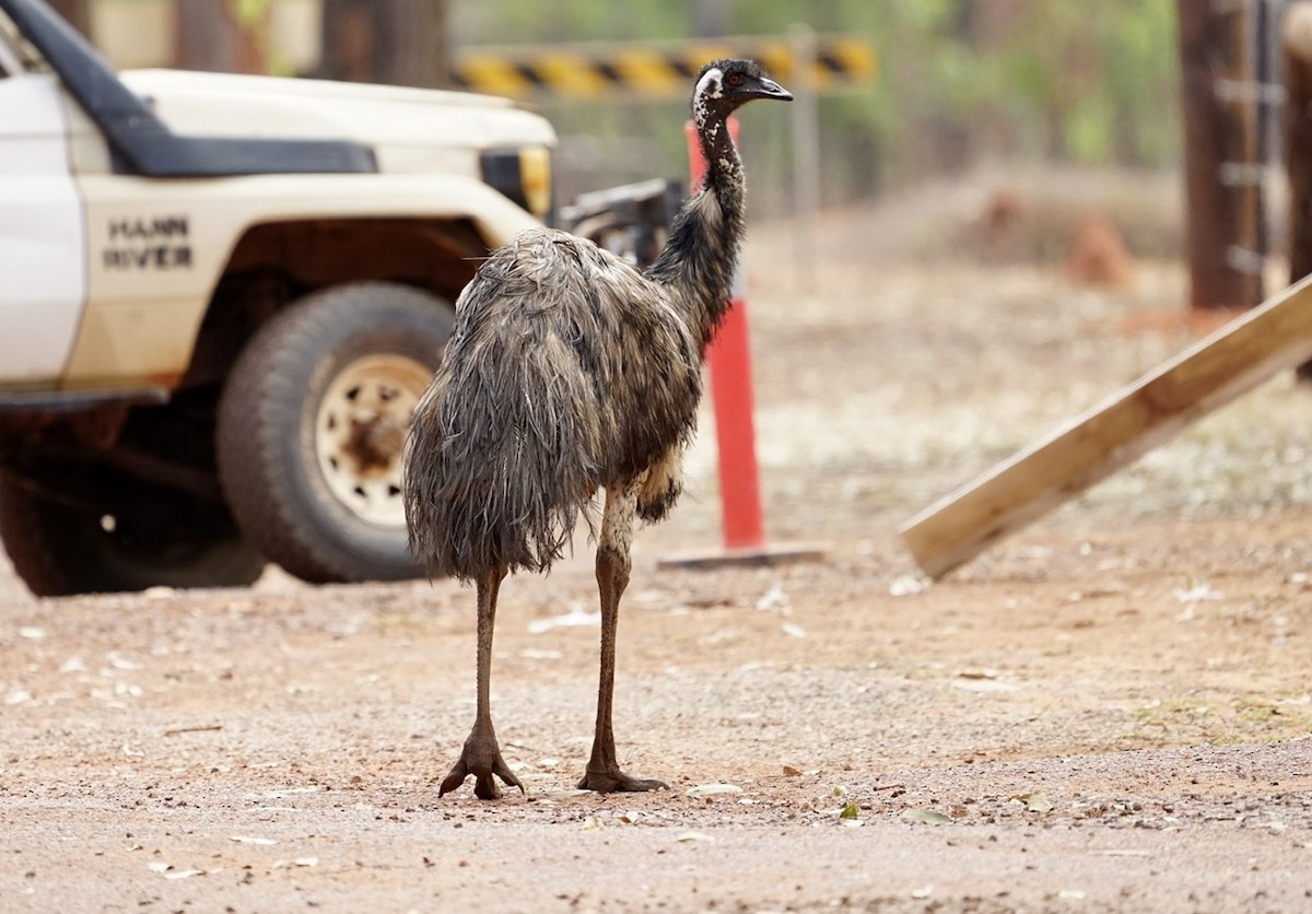 Émeu d'Australie - ML365931571