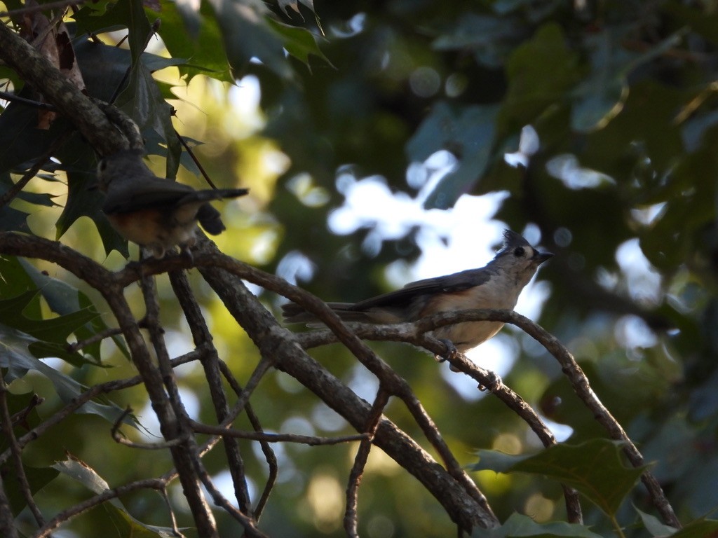 Tufted Titmouse - ML365932161