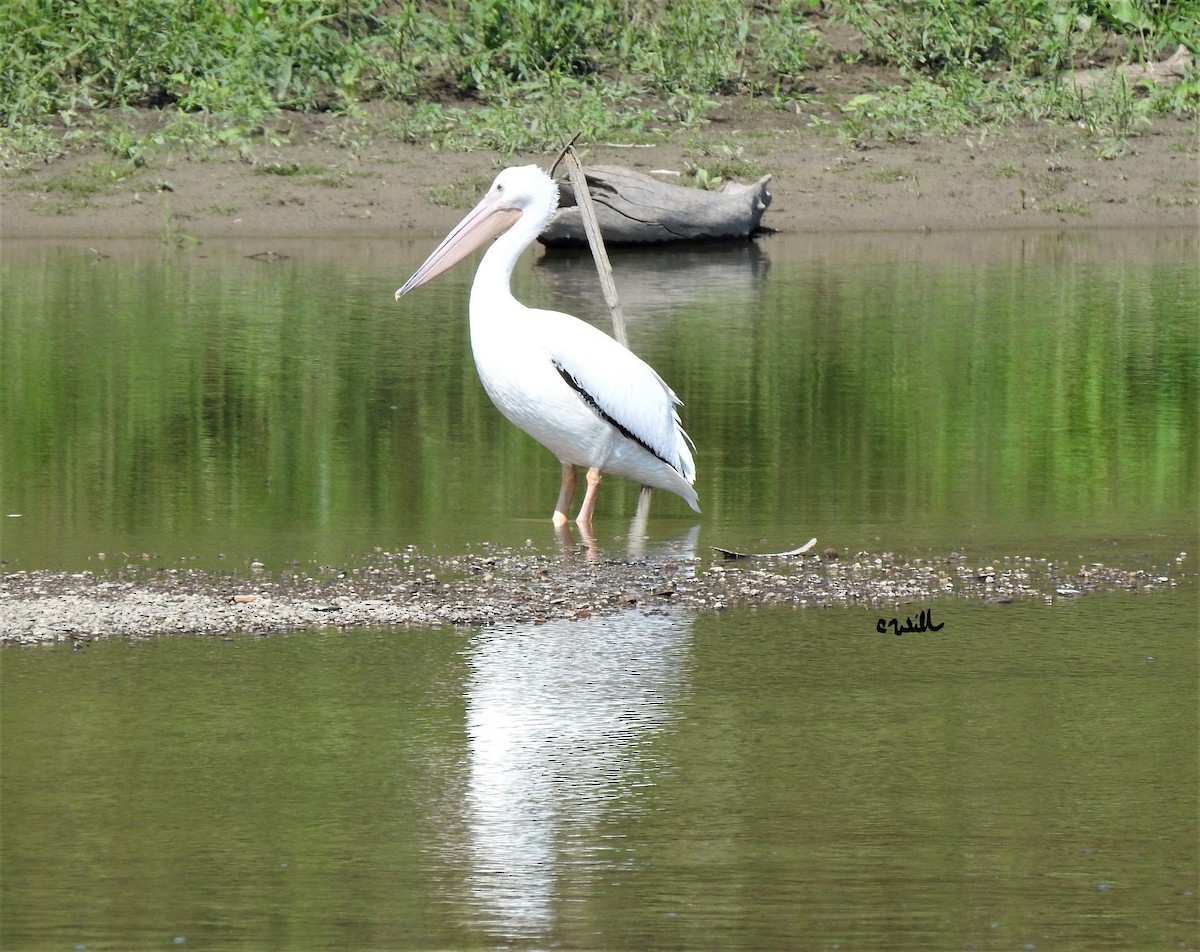 American White Pelican - ML365932171