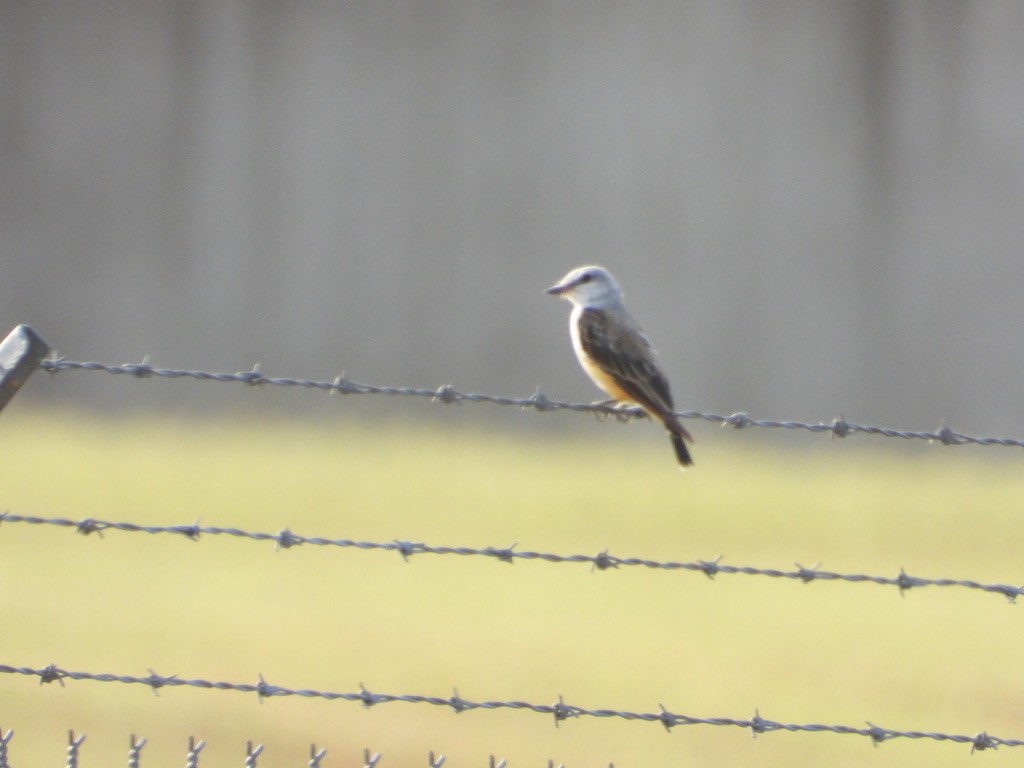 Scissor-tailed Flycatcher - ML365932251