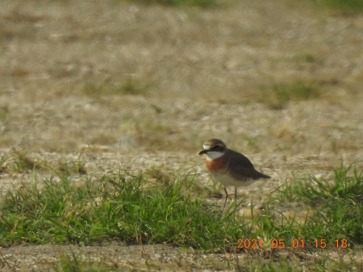 Siberian/Tibetan Sand-Plover - Mei-Luan Wang