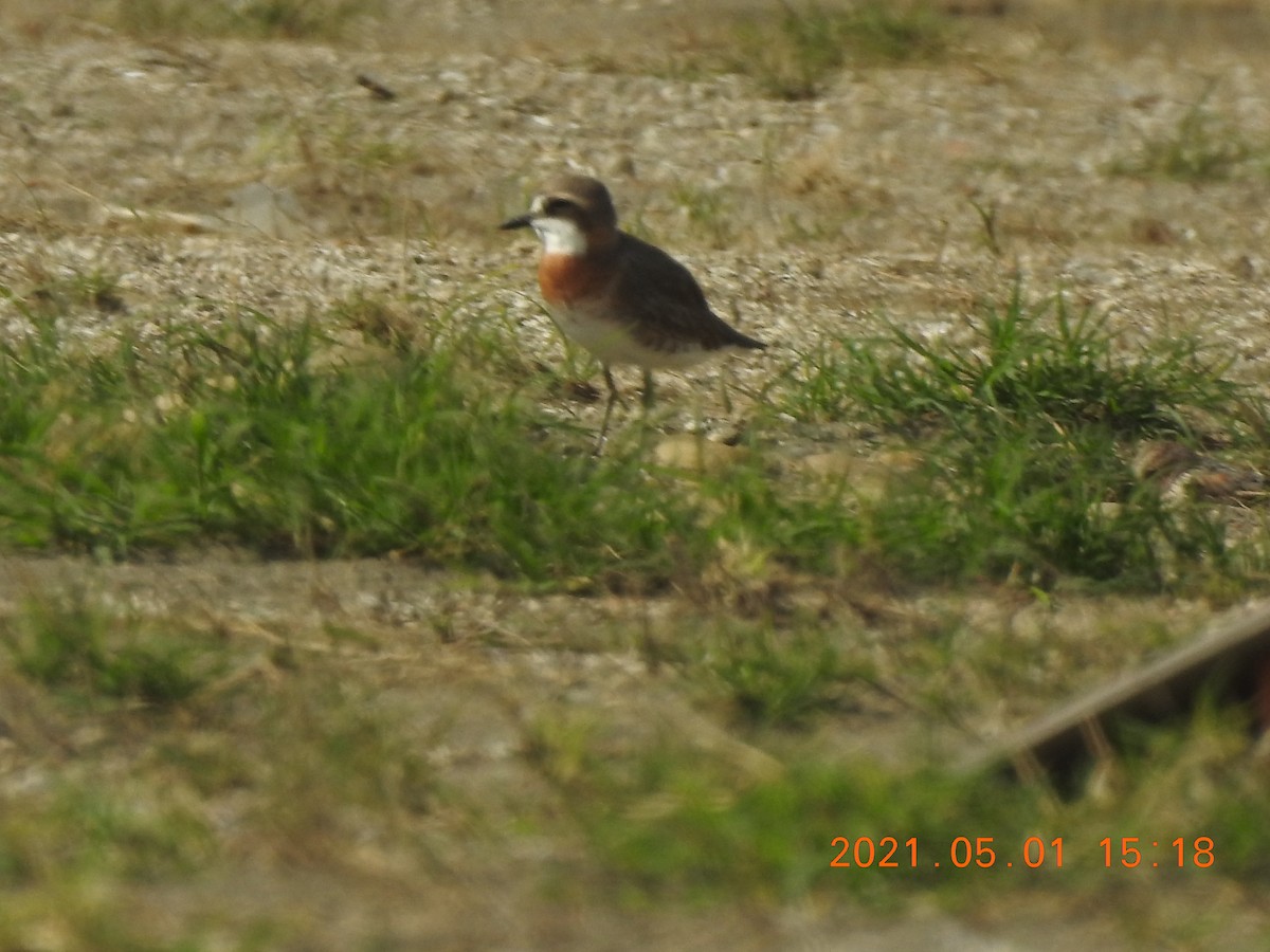 Siberian/Tibetan Sand-Plover - ML365934321