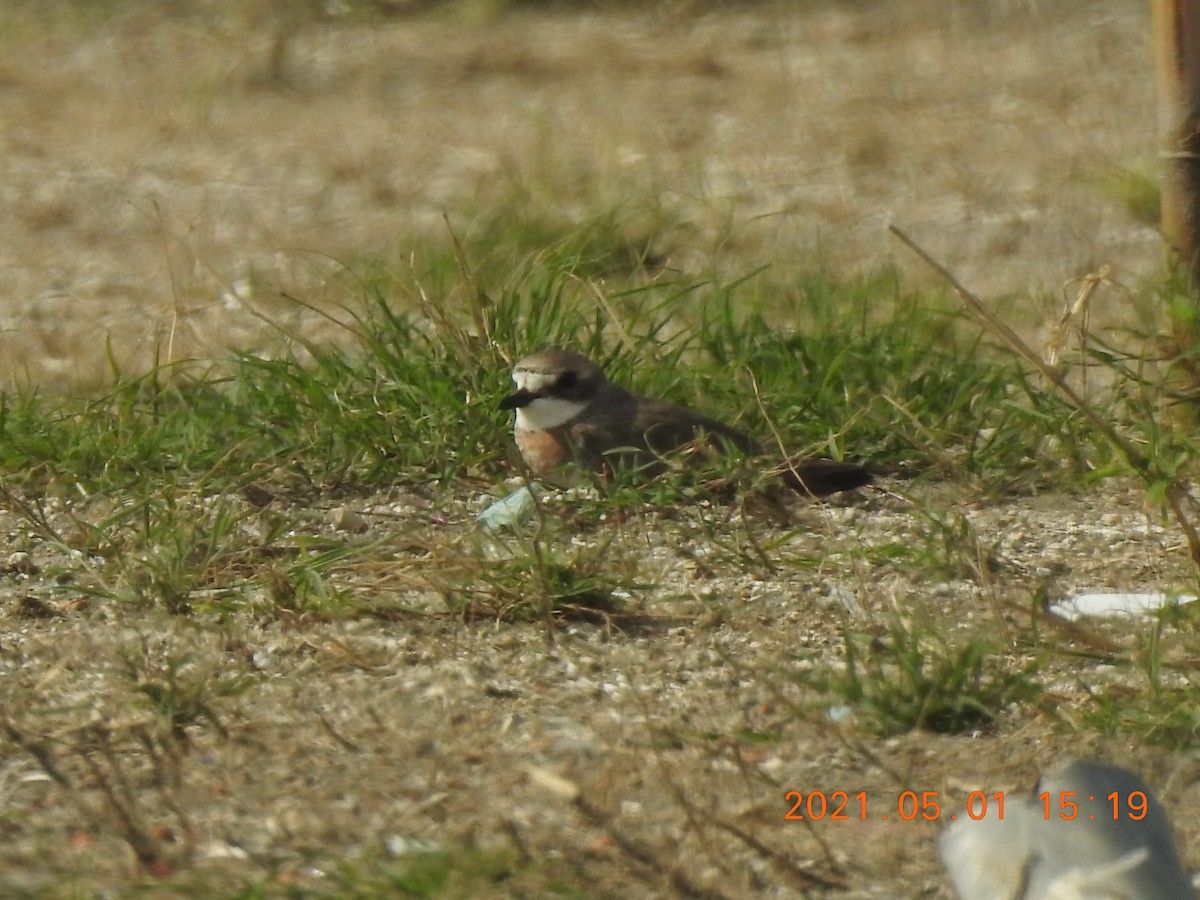 Siberian/Tibetan Sand-Plover - Mei-Luan Wang