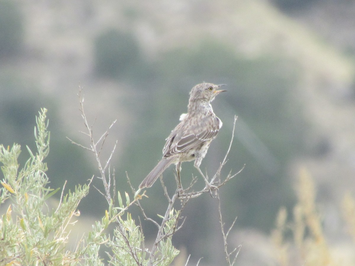 Sage Thrasher - ML365934641