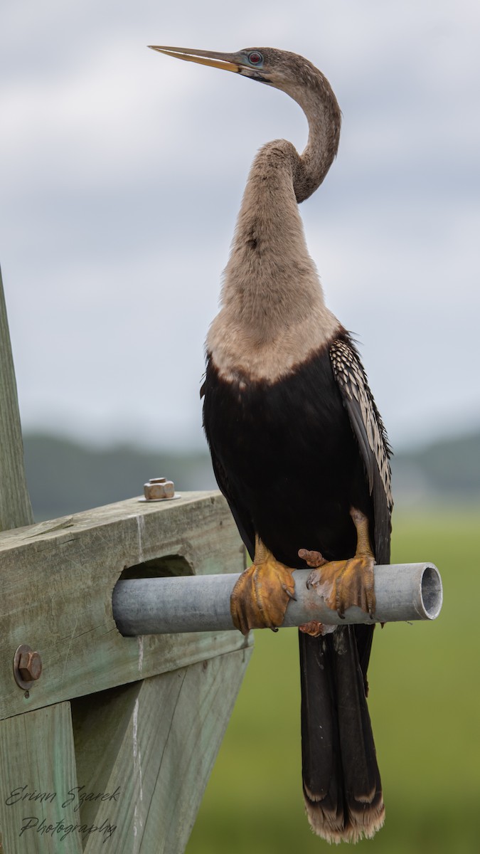 Anhinga - ML365935591