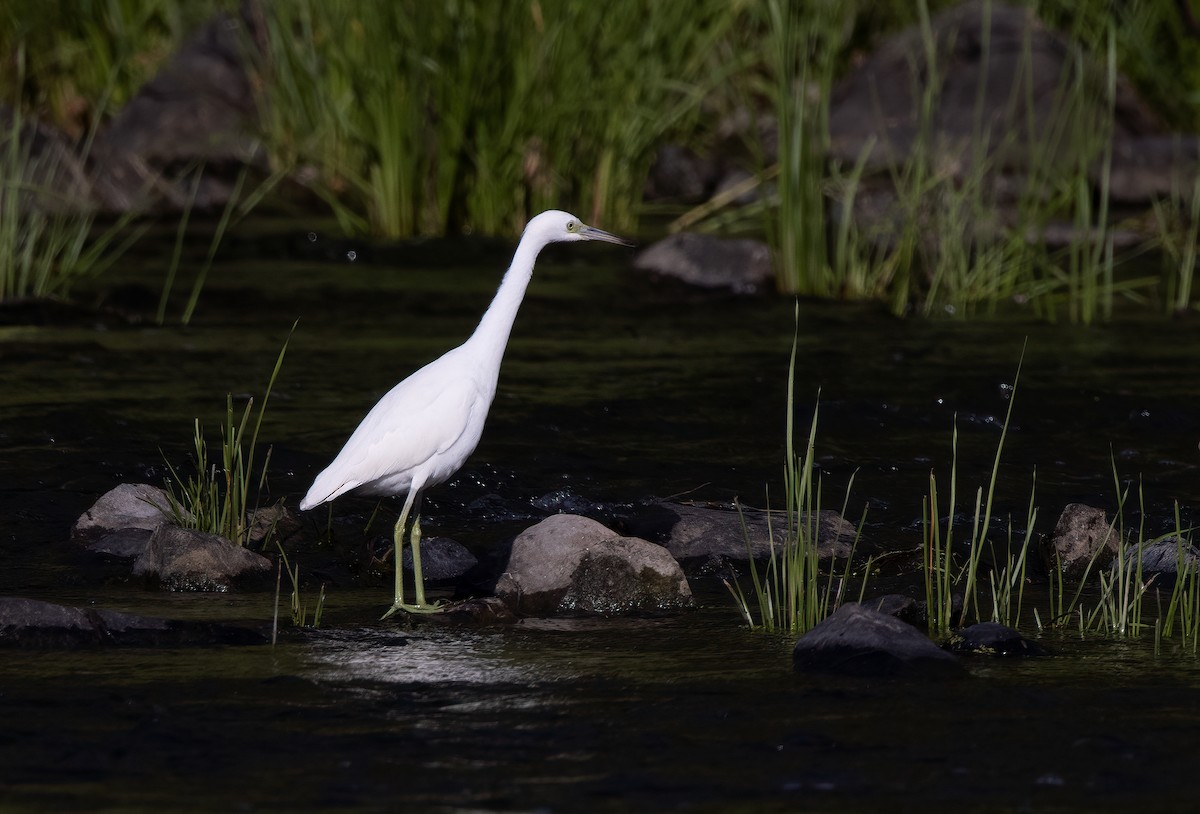 Little Blue Heron - ML365936121