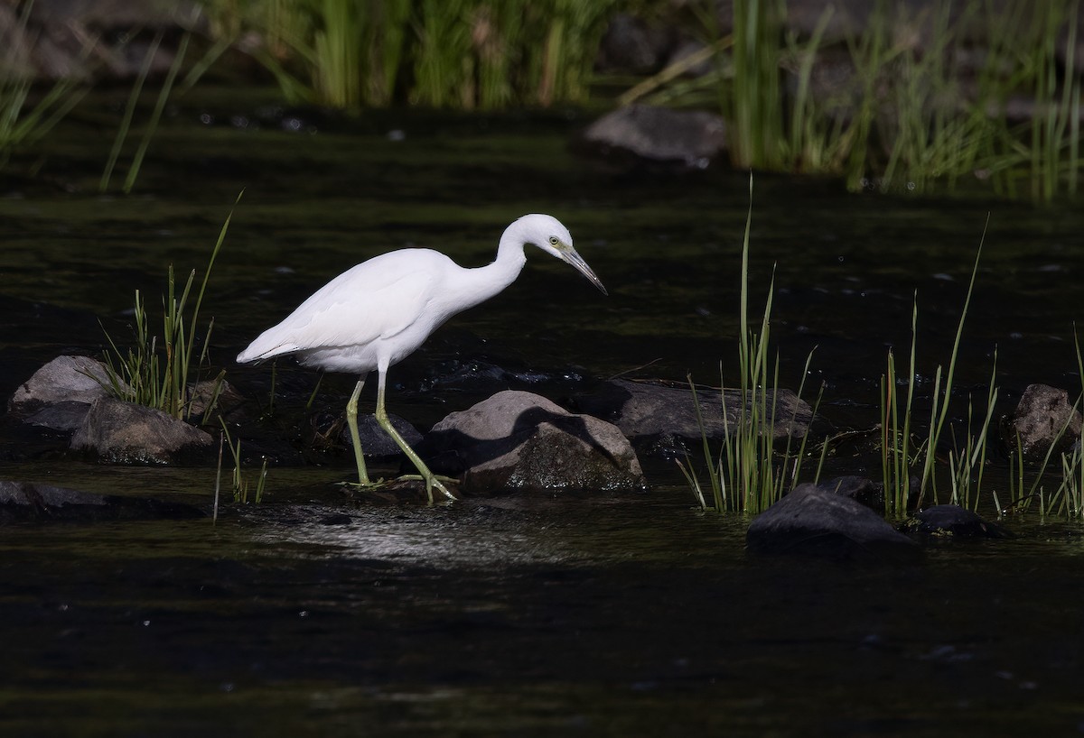 Little Blue Heron - ML365936151