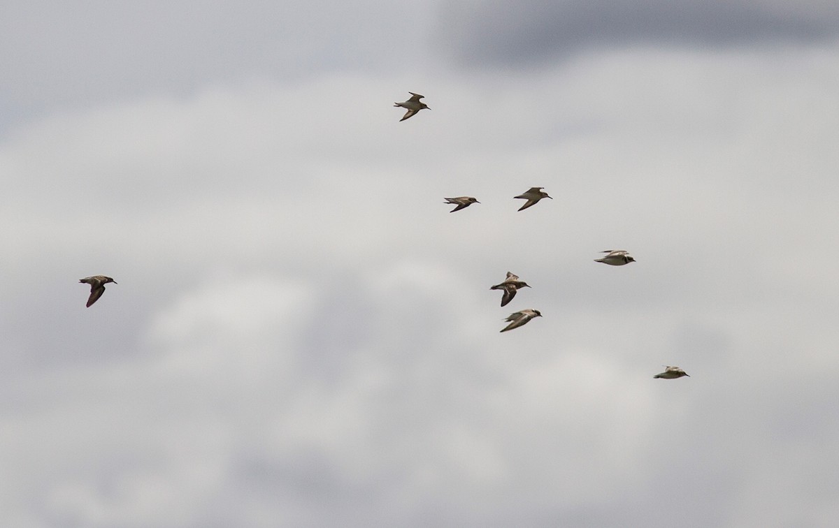 Semipalmated Plover - ML365936201