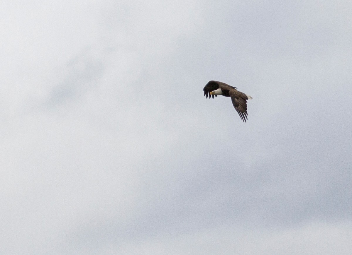 Bald Eagle - ML365936271