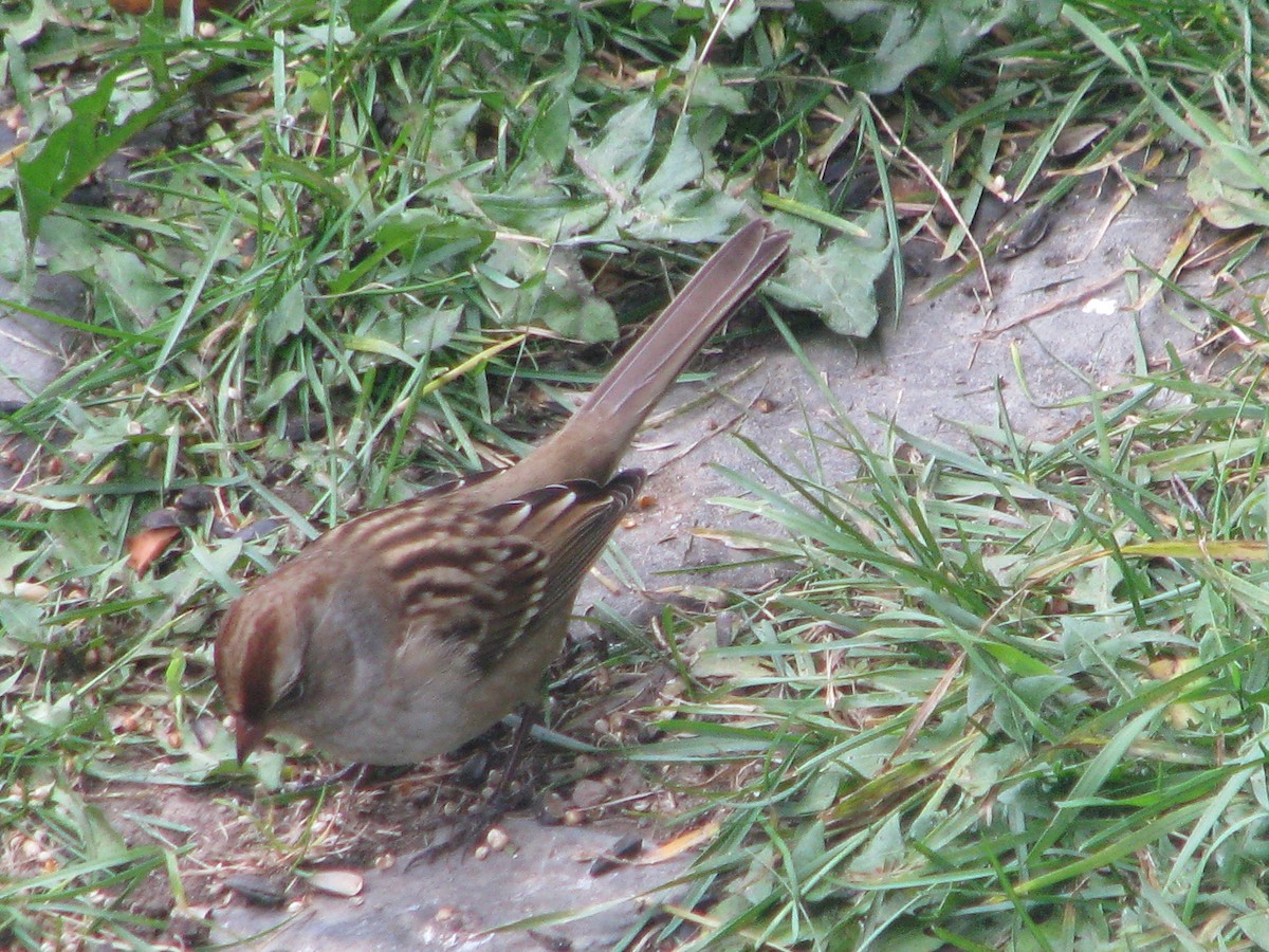 White-crowned Sparrow - Valérie Comeau