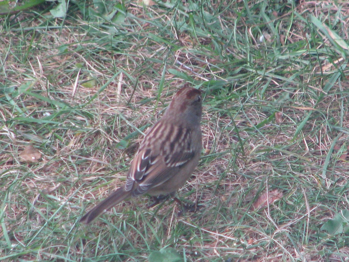 White-crowned Sparrow - ML36593641