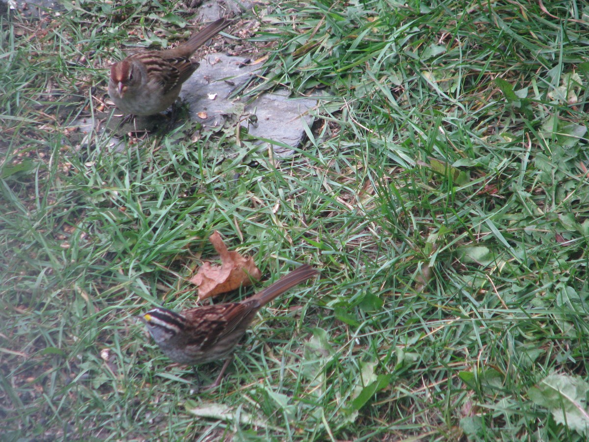 White-crowned Sparrow - ML36593661