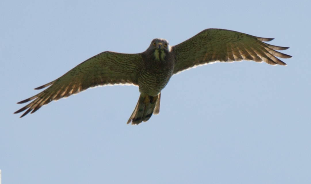 Gray-faced Buzzard - ML365938421