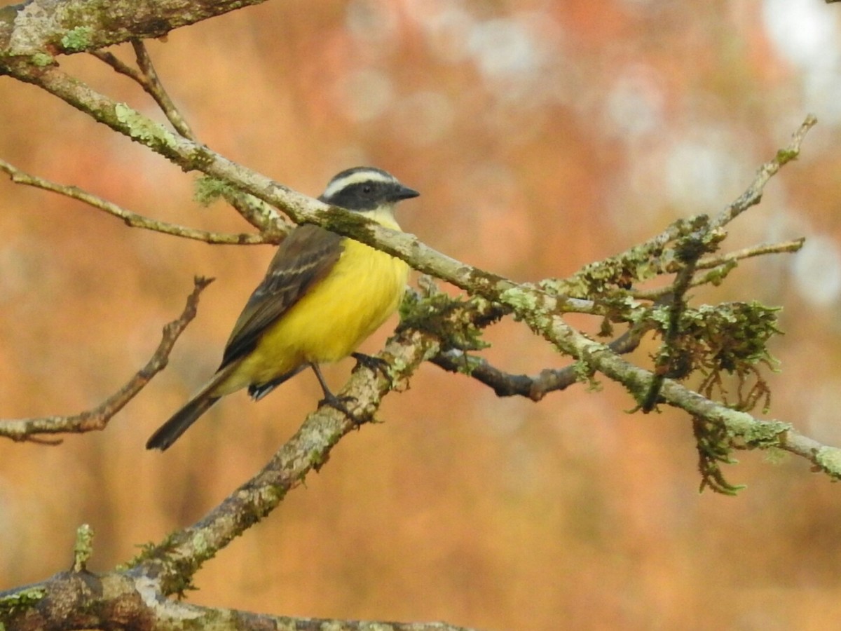 Three-striped Flycatcher - ML365939811