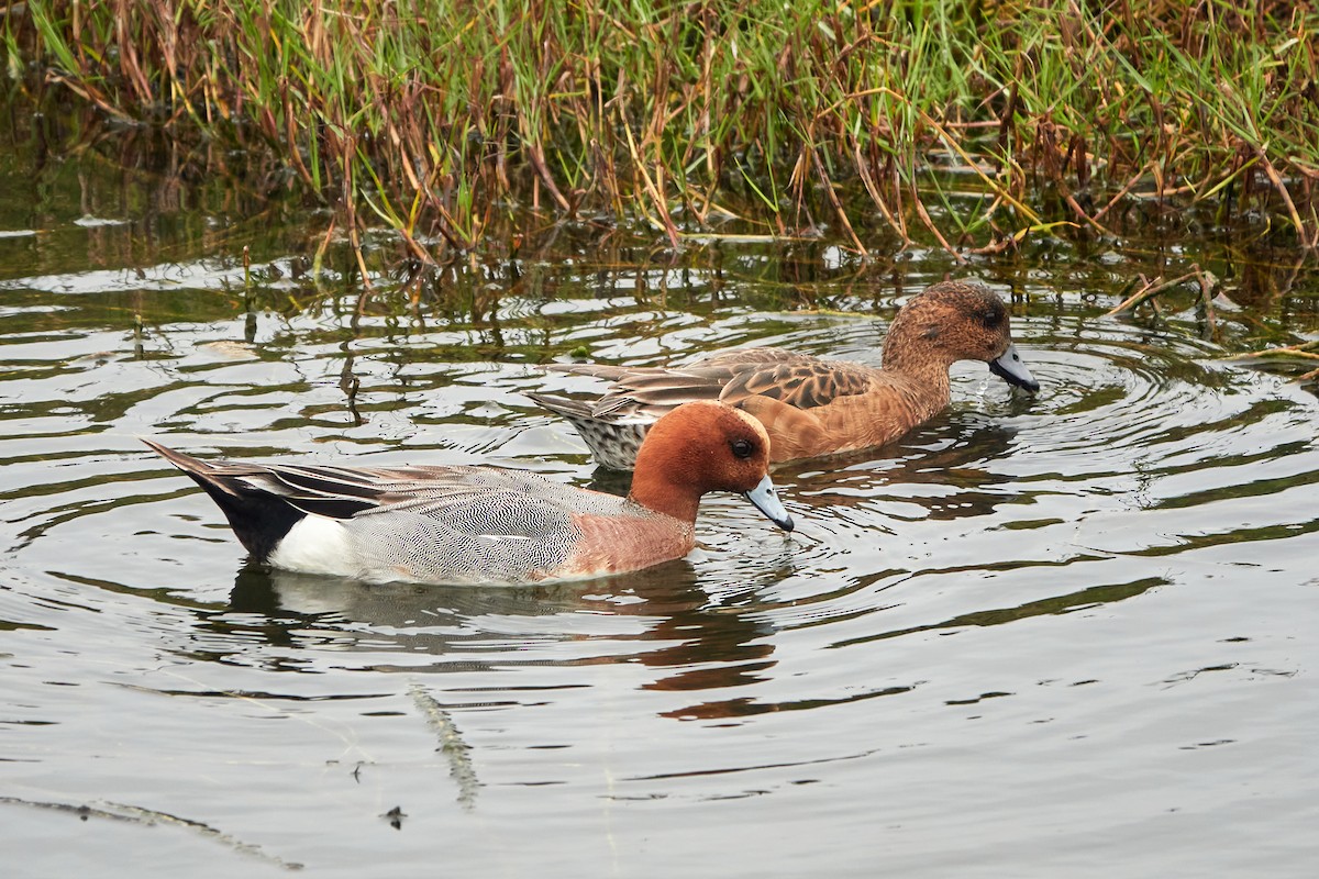 Eurasian Wigeon - Wendy Chao