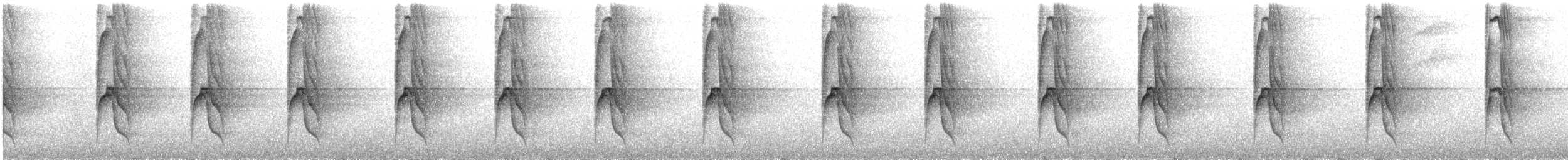 Braunbart-Maskentyrann - ML365941741