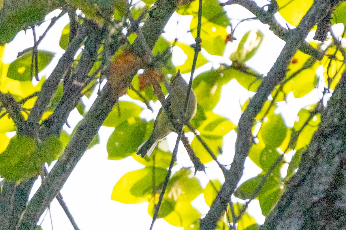 Viréo aux yeux blancs - ML365942421