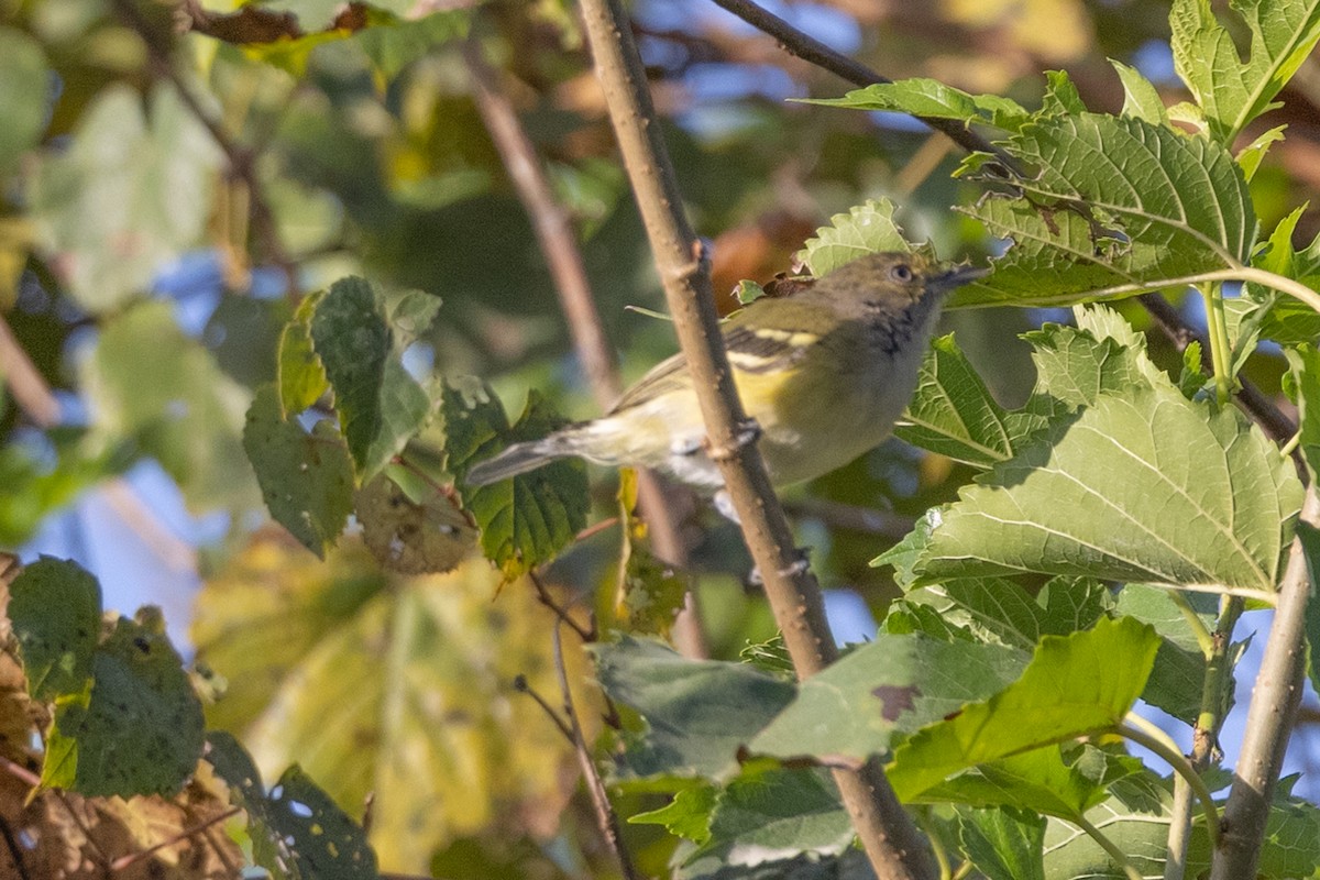 Viréo aux yeux blancs - ML365942431