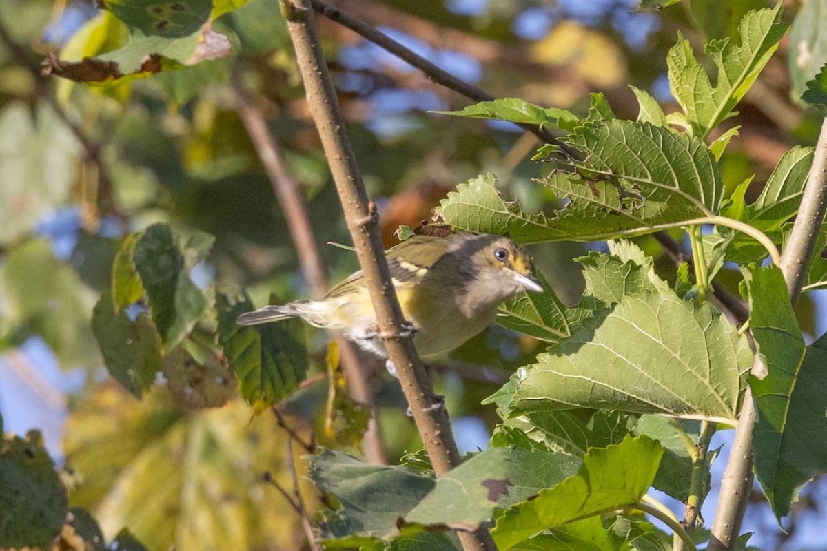 Viréo aux yeux blancs - ML365942441