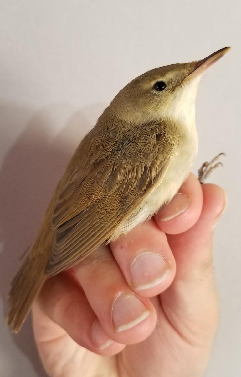 Blyth's Reed Warbler - ML365943251