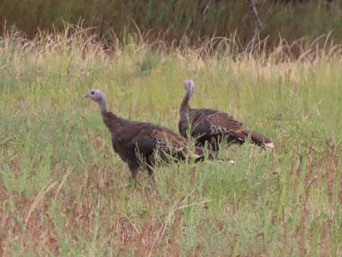 Wild Turkey - ML365943521